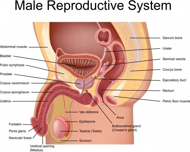 male anatomy